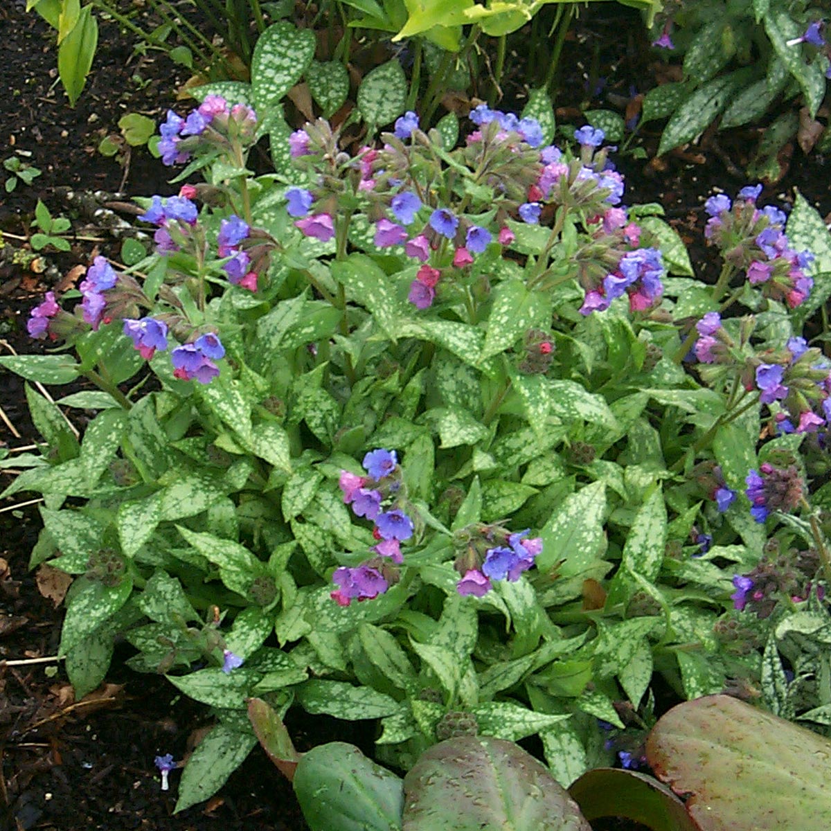 Pulmonaria 'Irish Spring'