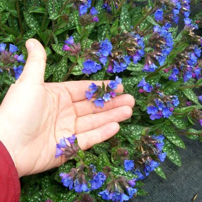 Pulmonaria 'Little Star'