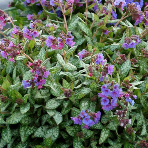 Pulmonaria 'May Bouquet'