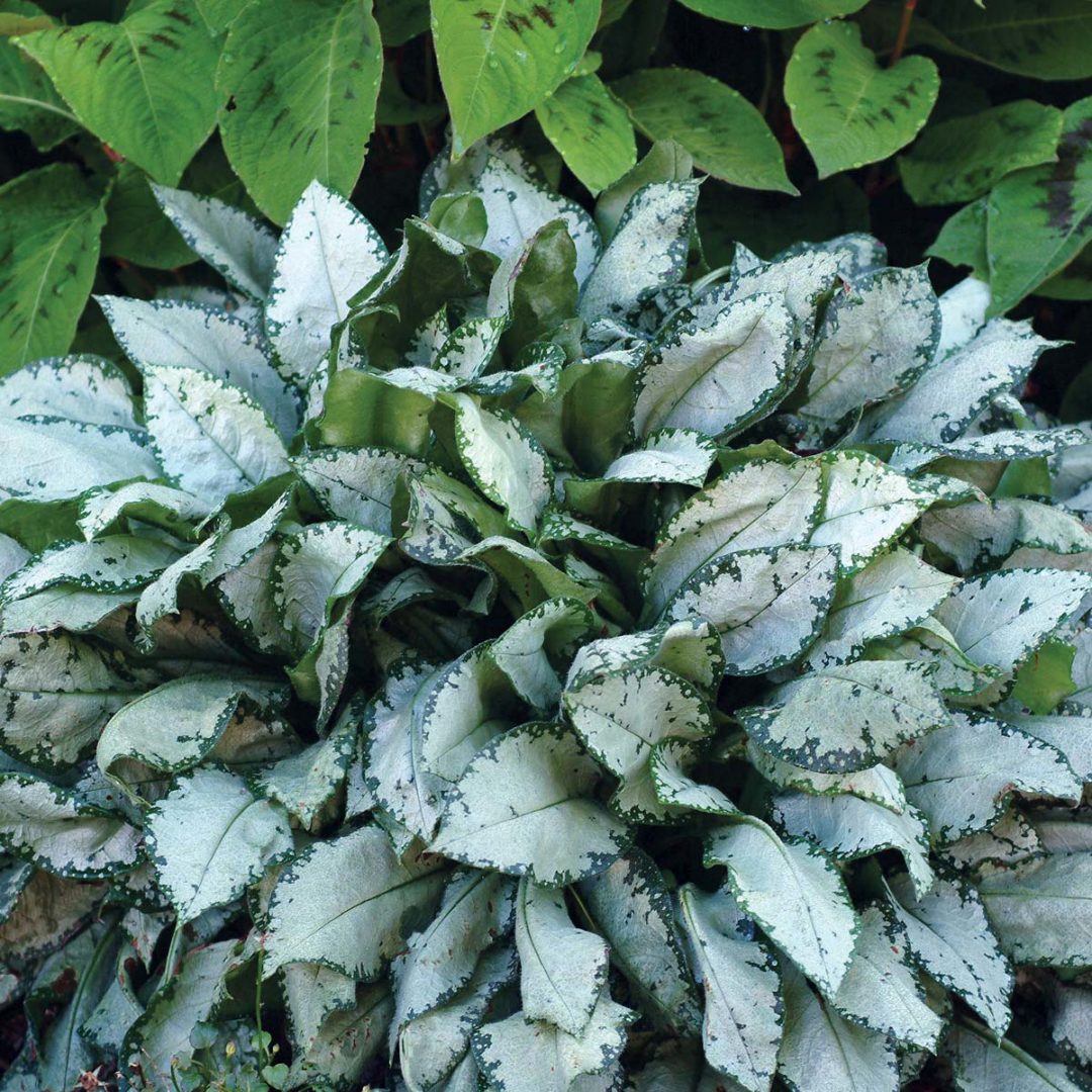 Pulmonaria saccharata