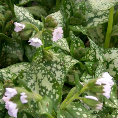 Pulmonaria 'Moonshine'