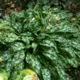 Pulmonaria 'Mountain Magic'