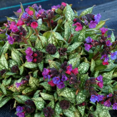 Pulmonaria 'Orchid Affair'