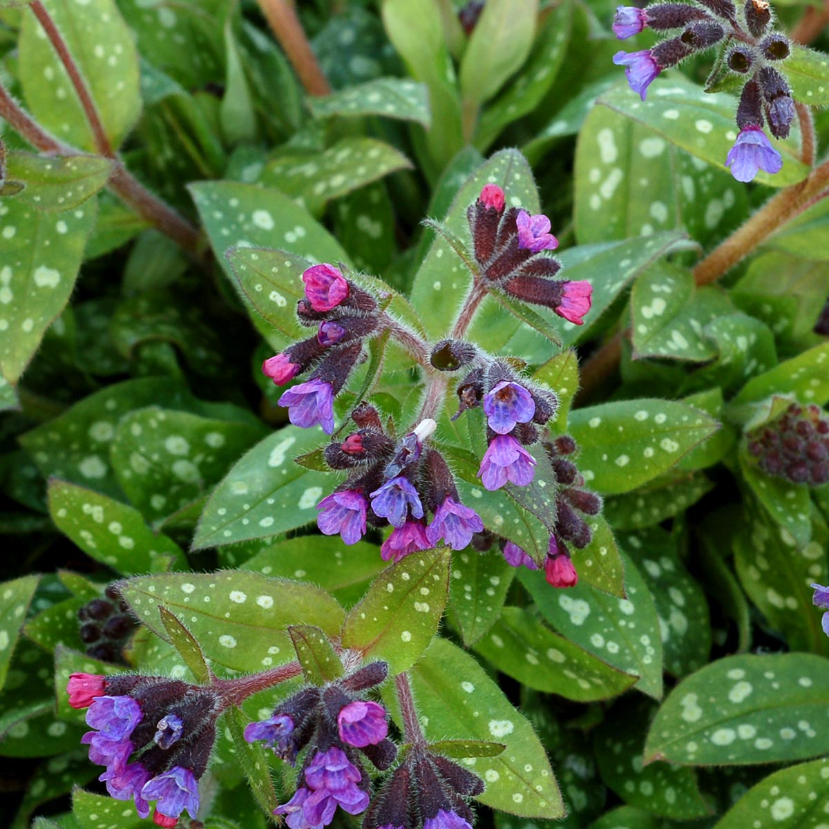 Pulmonaria 'Polar Splash'