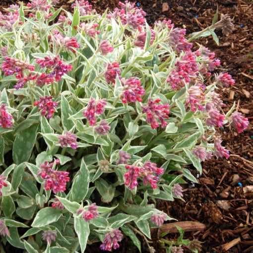 Pulmonaria 'Raspberry Ice'