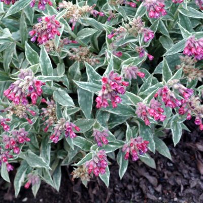 Pulmonaria 'Raspberry Ice'