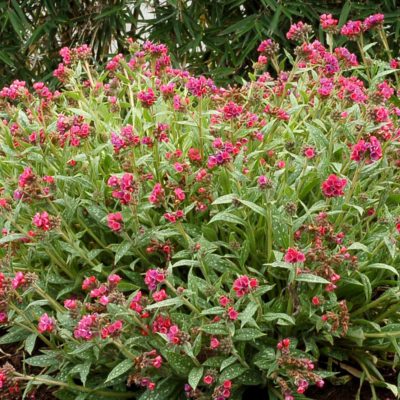 Pulmonaria 'Raspberry Splash'