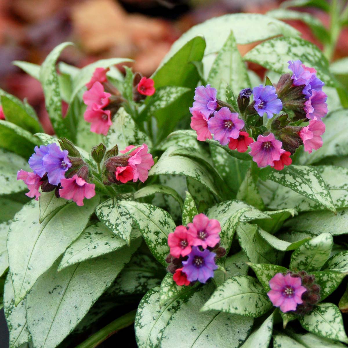 Pulmonaria 'Silver Bouquet'