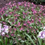 Pulmonaria 'Silver Bouquet'