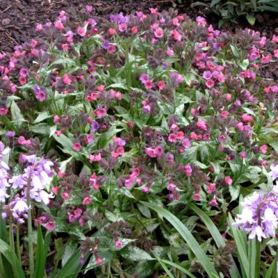 Pulmonaria 'Silver Bouquet'