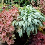 Pulmonaria 'Silver Bouquet'