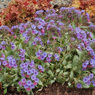 Pulmonaria 'Silver Streamers