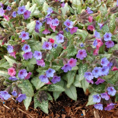 Pulmonaria 'Silver Shimmers'