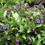 Pulmonaria 'Silver Shimmers'