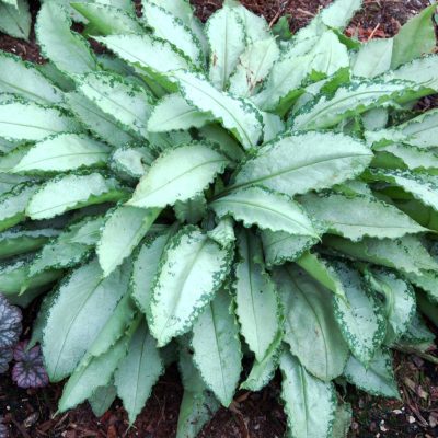 Pulmonaria 'Silver Shimmers'