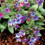 Pulmonaria 'Silver Shimmers'