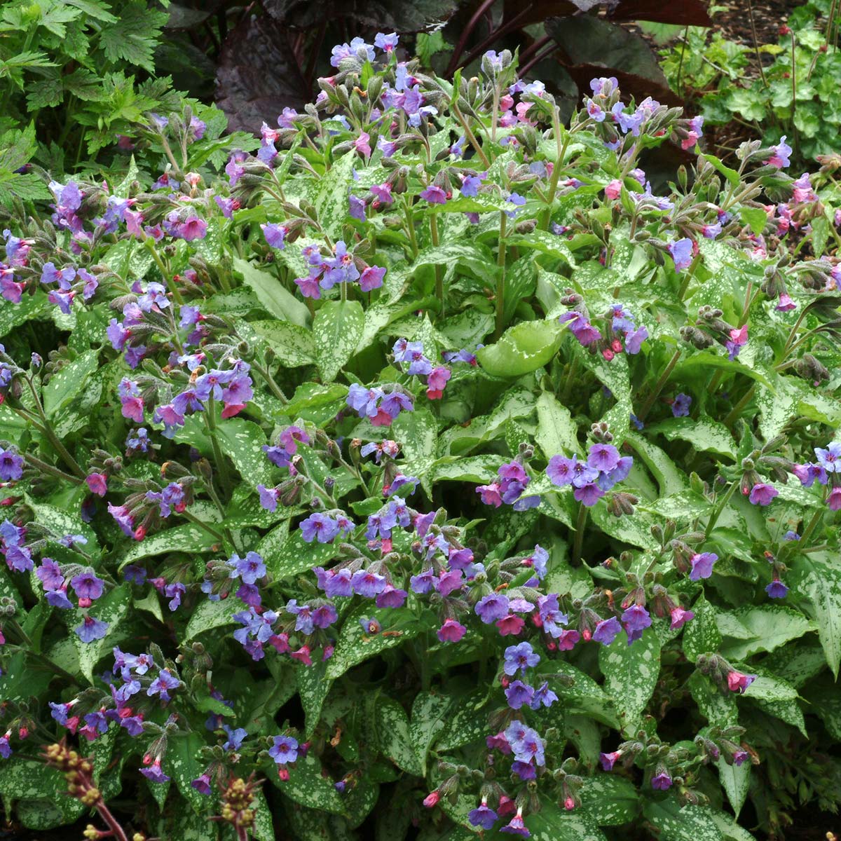 Pulmonaria 'Silver Streamers