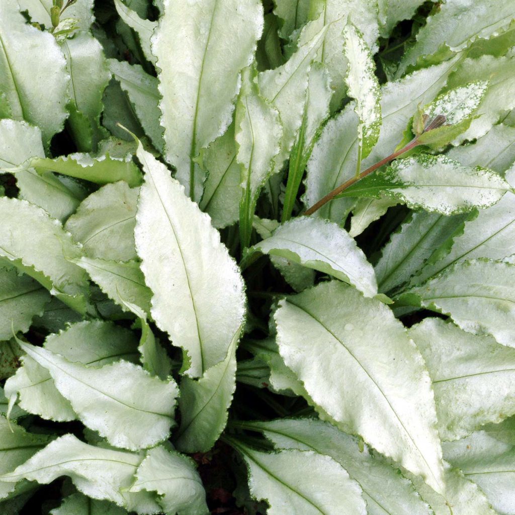 Pulmonaria ‘Silver Streamers’ TERRA NOVA® Nurseries, Inc.