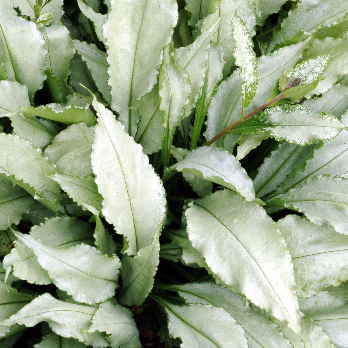 Pulmonaria 'Silver Streamers