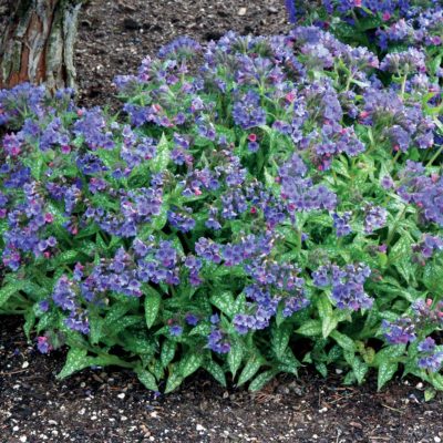 Pulmonaria 'Trevi Fountain'