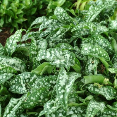 Pulmonaria 'Trevi Fountain'