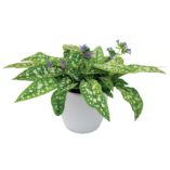 Pulmonaria 'Trevi Fountain'