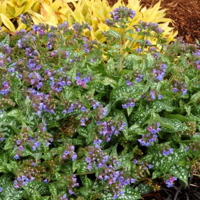 Pulmonaria 'Trevi Fountain'