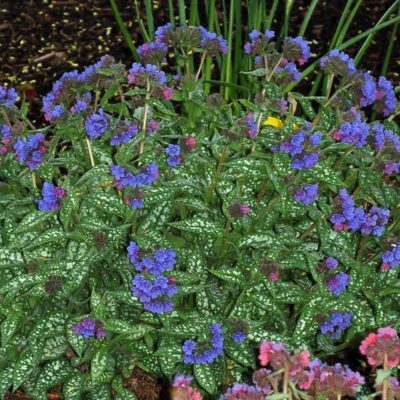 Pulmonaria 'Trevi Fountain'