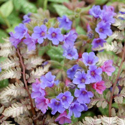 Pulmonaria 'Trevi Fountain'