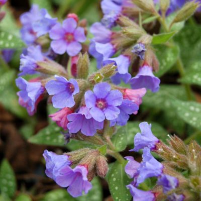 Pulmonaria 'Trevi Fountain'