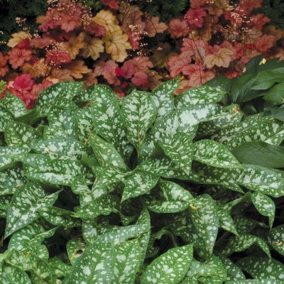 Pulmonaria 'Trevi Fountain'