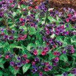 Pulmonaria 'Victorian Brooch'