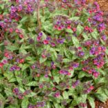 Pulmonaria 'Victorian Brooch'