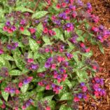 Pulmonaria 'Victorian Brooch'