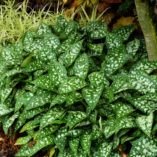 Pulmonaria 'Victorian Brooch'