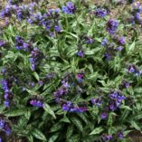 Pulmonaria cevennensis