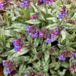 Pulmonaria cevennensis