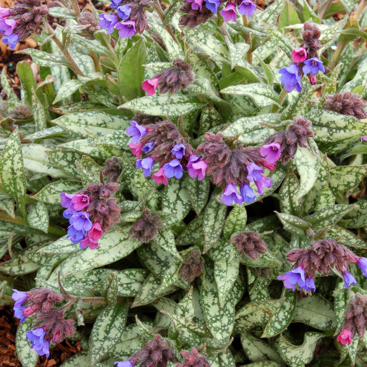 Pulmonaria cevennensis | TERRA NOVA® Nurseries, Inc.