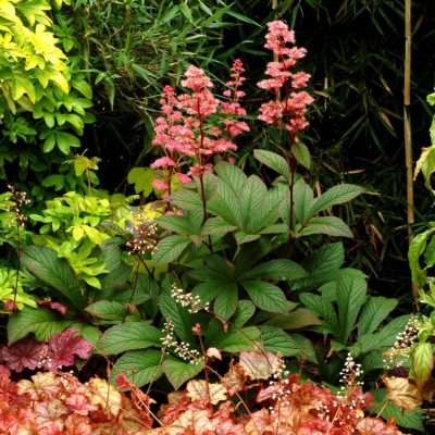 Rodgersia 'Bronze Peacock'