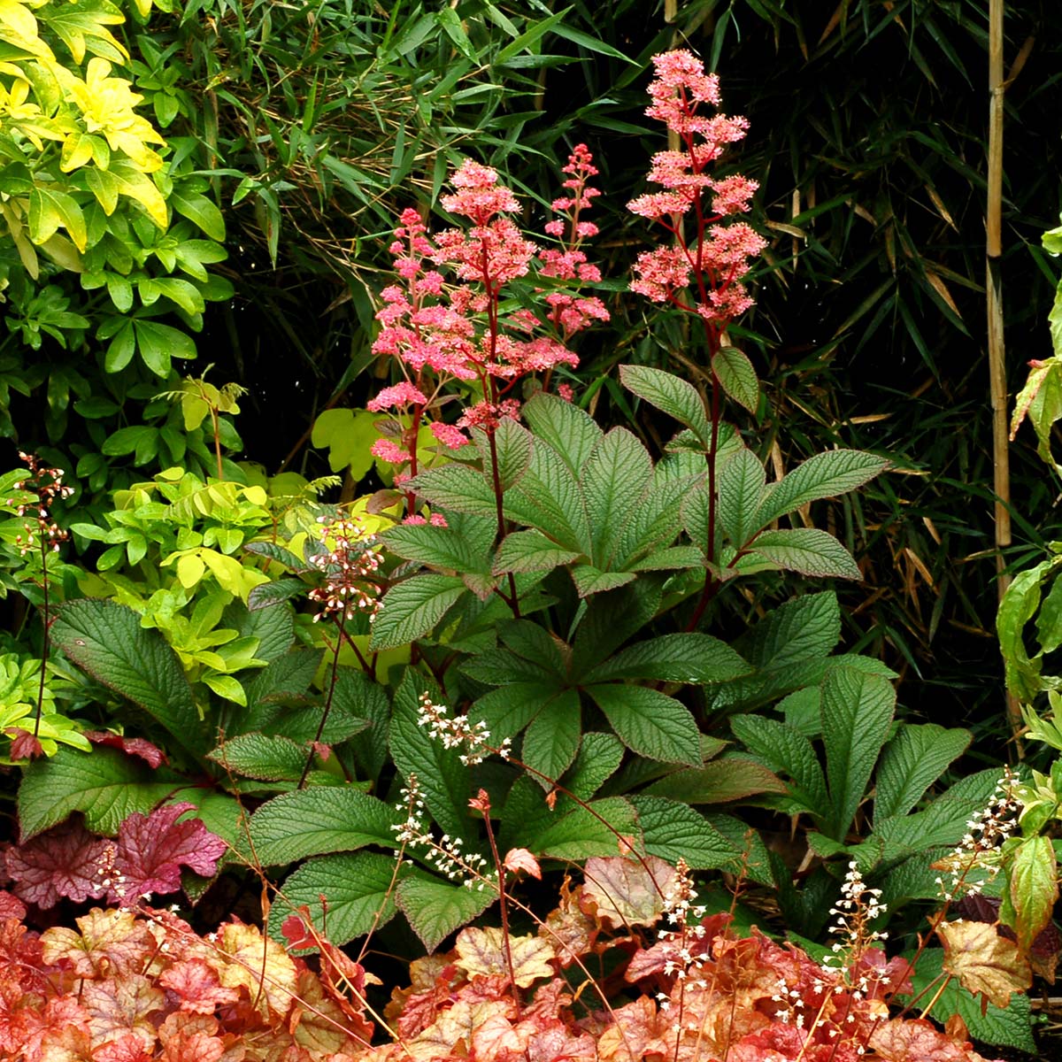 Rodgersia 'Bronze Peacock'