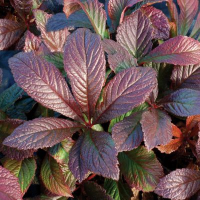 Rodgersia 'Bronze Peacock'