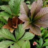 Rodgersia 'Bronze Peacock'