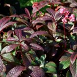 Rodgersia 'Bronze Peacock'