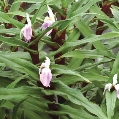 Roscoea 'Cinnamon Stick'