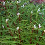 Roscoea 'Cinnamon Stick'