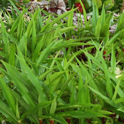 Roscoea 'Cinnamon Stick'