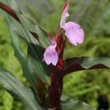 Roscoea 'Spice Island'