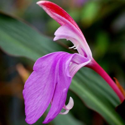 Roscoea 'Spice Island'