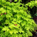 Rubus 'Golden Ruby'