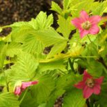 Rubus 'Golden Ruby'